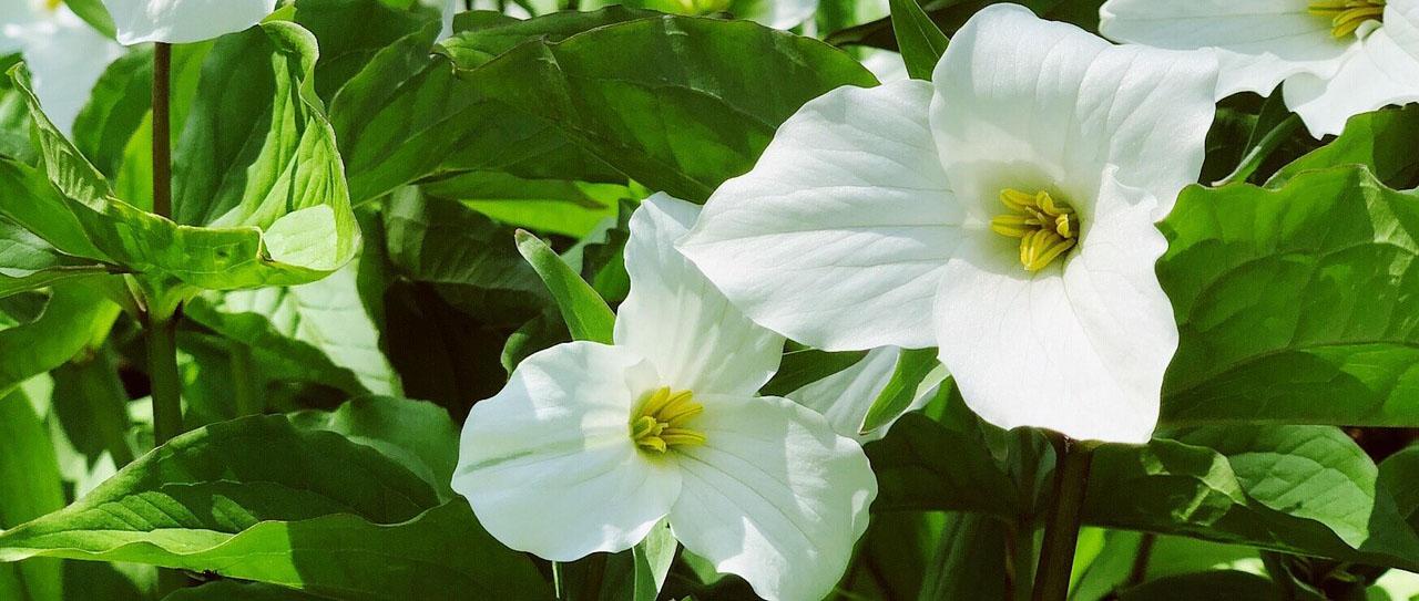 trillium pixabay 3414588